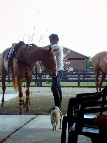 clone horse,lucas and manuelita